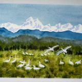 Carol Farnsworth